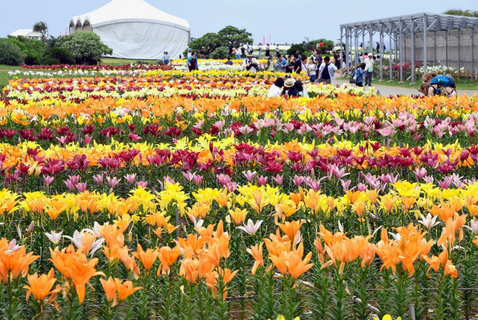 伊江島　ゆり祭り