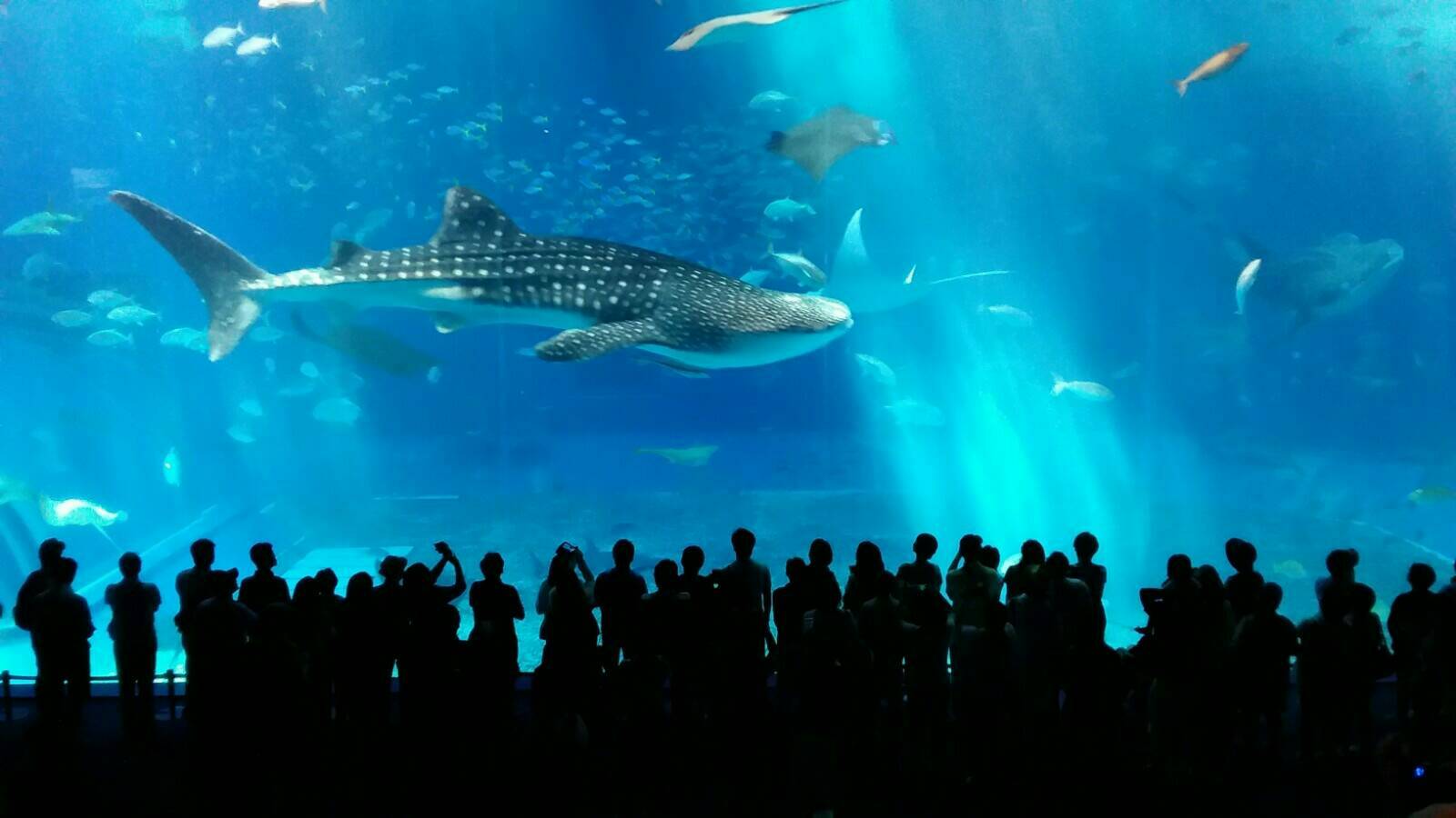 美ら海水族館