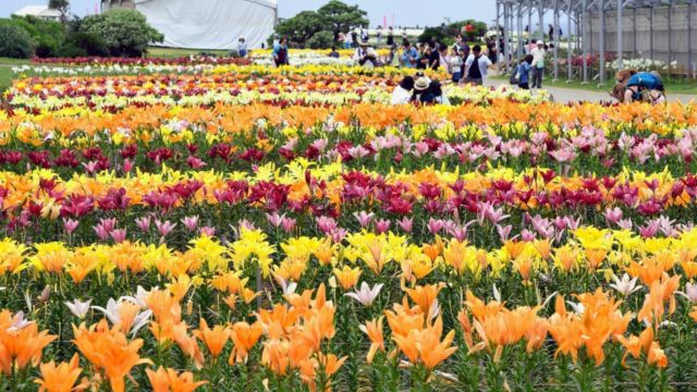 伊江島 ゆり祭り