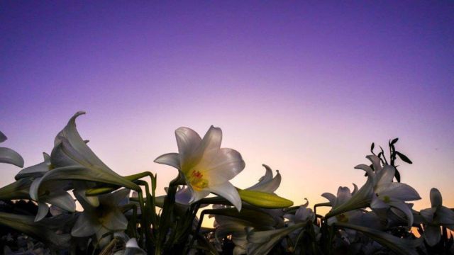 伊江島 ゆり祭り