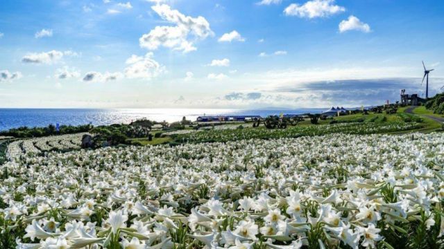 伊江島 ゆり祭り