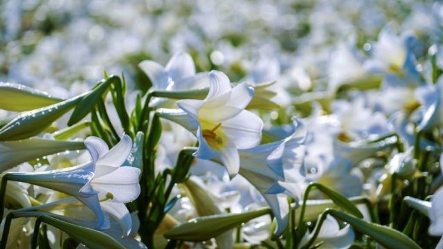 伊江島 ゆり祭り
